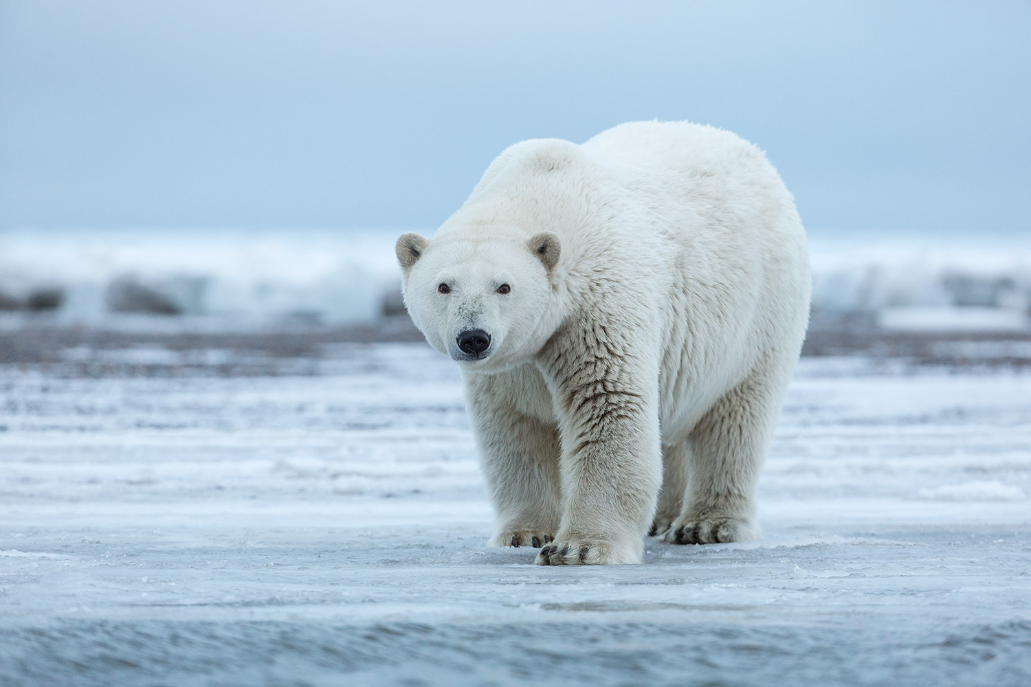 Exercise For Confidence Polar Bear Crawl Erica Suter
